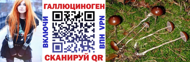 Галлюциногенные грибы Psilocybine cubensis  Купить  Нефтекумск 